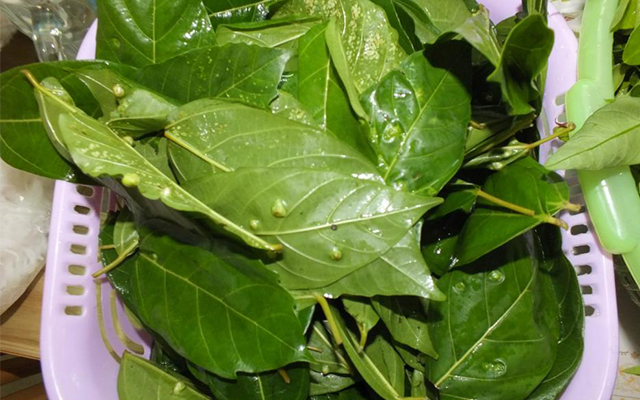 Image result for lá sung trỠtrĩ +site://benhtri193.com
