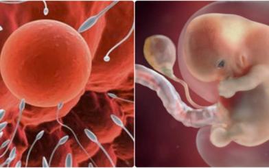 Tinh trùng yếu có ảnh hưởng đến thai nhi, gây dị tật không?