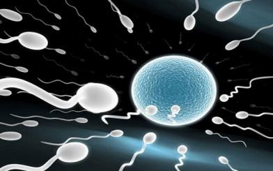 Tinh trùng gặp trứng bao lâu thì thụ thai thành công?