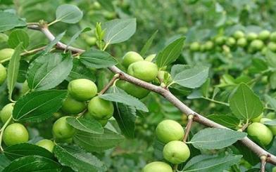Chữa viêm tuyến bartholin bằng lá táo thực hiện thế nào và hiệu quả ra sao?
