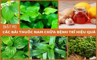 Những bài thuốc nam chữa bệnh trĩ ngoại hiệu quả hiện nay