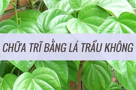 Trị trĩ ngoại bằng lá trầu không