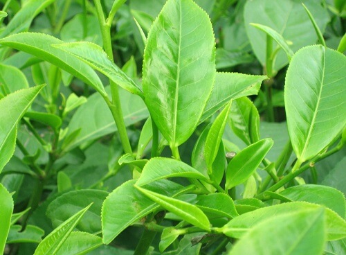 Thu nhỏ vùng kín với lá trà xanh 