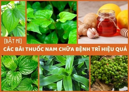 Một số loại thuốc nam chữa trĩ ngoại