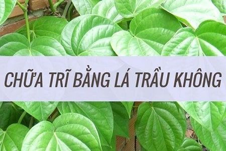 Xông trĩ ngoại bằng lá trầu không